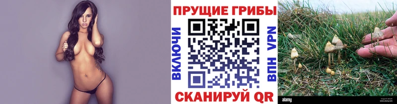 Галлюциногенные грибы GOLDEN TEACHER Хадыженск